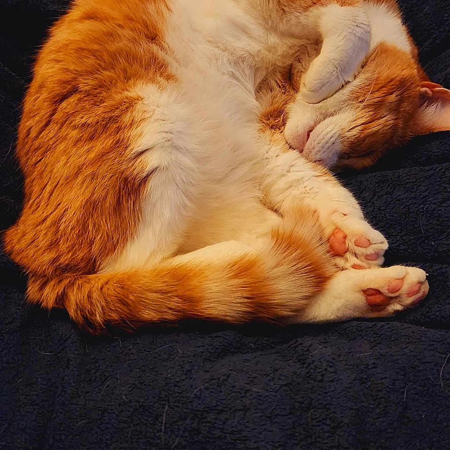 Leo is registered to the contest to win money with this photo: abyssinian, animal, armchair, bodypart, cat, chair, couch, finger, furniture, hand, hardwood, kitten, manx, person, pet, siamese, sleeping, wood