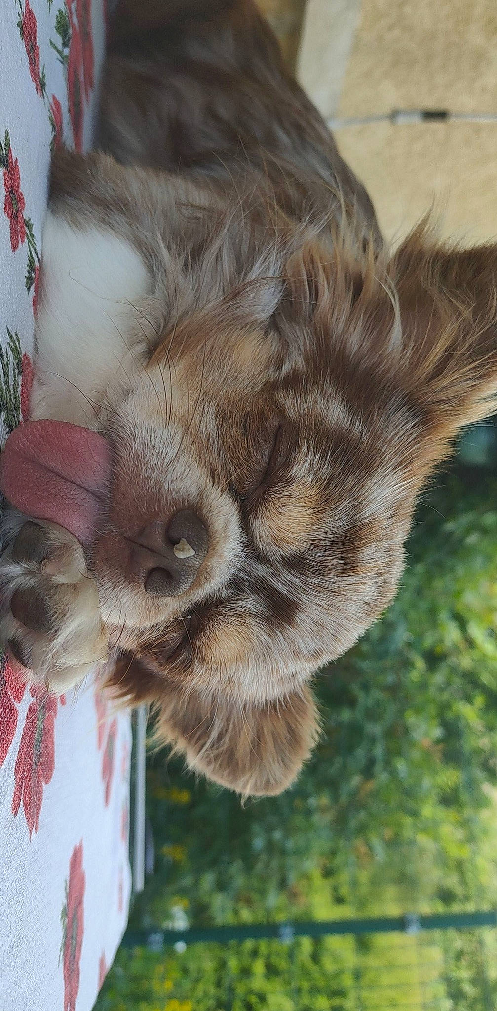 Leucky a rejoint le concours — aidez-le/la à gagner de superbes lots ! canidae, carnivore, cat, claw, dog_breed, ear, fawn, feather, felidae, fur, liver, plant, small_to_medium_sized_cats, snout, sporting_group, tail, terrestrial_animal, tree, whiskers, wildlife