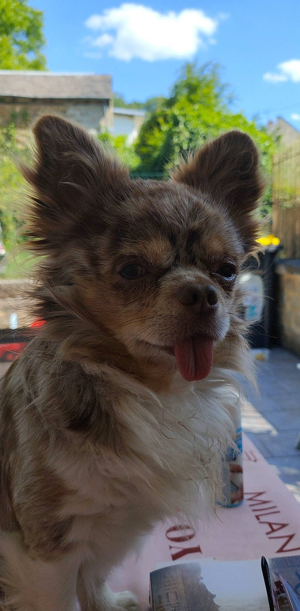 Leucky participe au concours pour gagner de l'argent avec cette photo : canidae, carnivore, collar, companion_dog, dog, dog_breed, dog_collar, dog_supply, fawn, fur, liver, mammal, sky, snout, sporting_group, terrestrial_animal, toy_dog, vertebrate, whiskers, working_animal