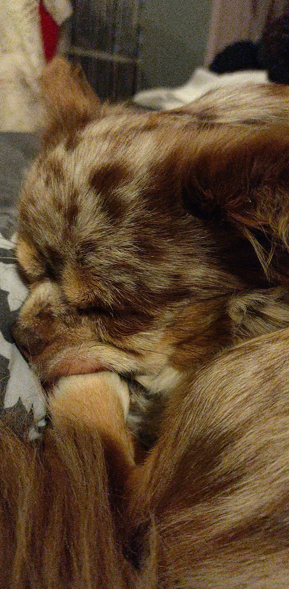 Leucky a rejoint le concours — aidez-le/la à gagner de superbes lots ! big_cats, canidae, carnivore, claw, close_up, cloud, companion_dog, dog_breed, fawn, felidae, fur, grass, paw, small_to_medium_sized_cats, snout, sporting_group, tail, terrestrial_animal, whiskers, wood