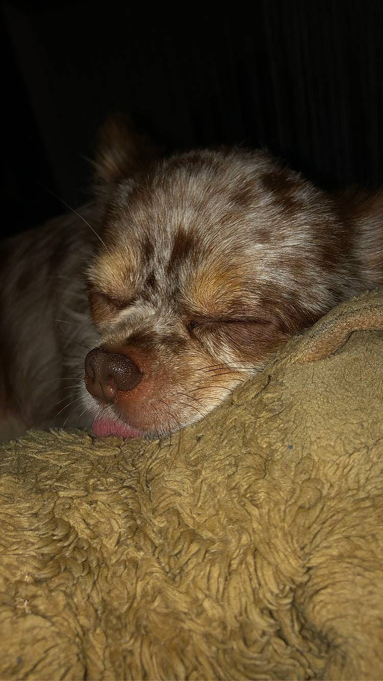 Leucky a rejoint le concours — aidez-le/la à gagner de superbes lots ! canidae, carnivore, claw, comfort, companion_dog, dog, dog_breed, fawn, felidae, fur, liver, paw, small_to_medium_sized_cats, snout, sporting_group, tail, terrestrial_animal, toy_dog, whiskers, wood