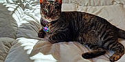 Concha joined the competition — help win amazing prizes! cat, tabby_cat, bed, comforter, pillow, sunlight, shadow, indoor, pet, animal, resting, feline, striped, collar, relaxed, cozy, home, domestic_animal, cute, lying_down