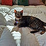 cat, tabby_cat, bed, comforter, pillow, sunlight, shadow, indoor, pet, animal, resting, feline, striped, collar, relaxed, cozy, home, domestic_animal, cute, lying_down