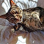 Concha is registered to the contest to win money with this photo: cat, tabby, pet, feline, whiskers, paw, collar, quilt, bed, sunlight, shadow, indoor, relaxed, closeup, animal, fur, cute, sleepy, resting, domestic