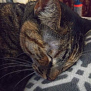 Concha is registered to the contest to win money with this photo: cat, tabby_cat, sleeping, close_up, whiskers, fur, pet, animal, cozy, blanket, pattern, indoor, resting, face, ears, peaceful, cute, mammal, domestic_animal, relaxing