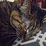 cat, tabby_cat, sleeping, close_up, whiskers, fur, pet, animal, cozy, blanket, pattern, indoor, resting, face, ears, peaceful, cute, mammal, domestic_animal, relaxing