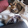 Concha joined the competition — help win amazing prizes! cat, tabby_cat, blanket, couch, pillow, indoor, pet, feline, cozy, relaxed, fur, sitting, home, domestic_animal, animal, resting, soft_texture, patterned_pillow, curled_up, alert