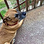 Scobby is registered to the contest to win money with this photo: dog, brown_coat, collar, pet, animal, outdoor, railing, concrete_floor, resting, looking_away, canine, fur, paw, side_view, calm, domestic_animal, closeup, daylight, nature, quiet
