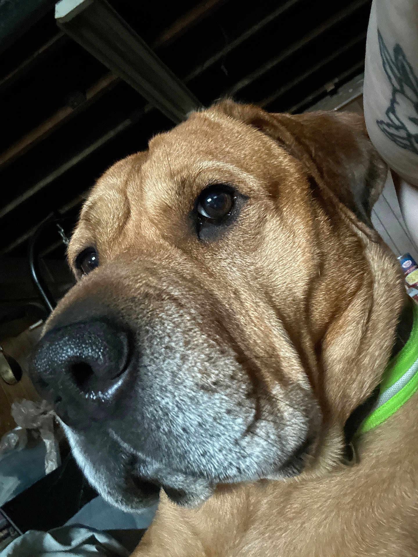 Scobby joined the competition — help win amazing prizes! dog, close_up, brown_fur, pet, animal, collar, indoors, snout, face, ears, fur_texture, canine, portrait, looking_away, large_dog, household, domestic_animal, resting, background_blur, ceiling_beams