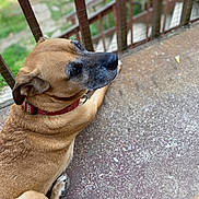 Rebel joined the competition — help win amazing prizes! dog, brown_coat, collar, pet, animal, outdoor, railing, concrete_floor, resting, looking_away, canine, fur, paw, side_view, calm, domestic_animal, closeup, daylight, nature, quiet
