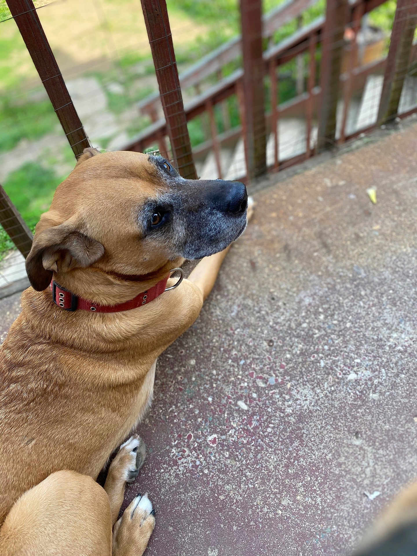 Rebel joined the competition — help win amazing prizes! dog, brown_coat, collar, pet, animal, outdoor, railing, concrete_floor, resting, looking_away, canine, fur, paw, side_view, calm, domestic_animal, closeup, daylight, nature, quiet