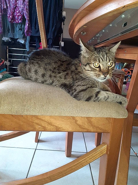 Mystère participe au concours pour gagner de l'argent avec cette photo : american_shorthair, asian, bengal, carnivore, cat, chair, domestic_short_haired_cat, dragon_li, egyptian_mau, european_shorthair, felidae, furniture, ocicat, pixie_bob, small_to_medium_sized_cats, tabby_cat, whiskers