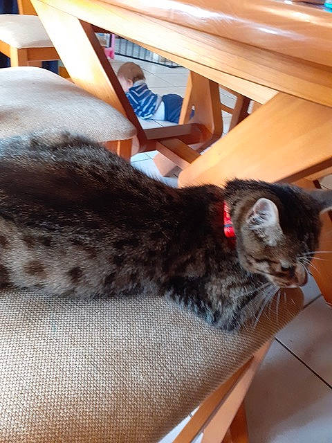 Mystère a rejoint le concours — aidez-le/la à gagner de superbes lots ! american_shorthair, asian, carnivore, cat, domestic_short_haired_cat, ear, egyptian_mau, european_shorthair, felidae, small_to_medium_sized_cats, whiskers