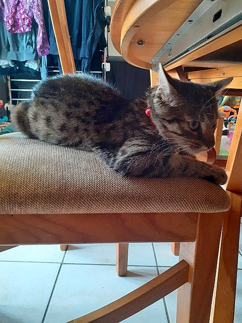 Mystère a rejoint le concours — aidez-le/la à gagner de superbes lots ! american_shorthair, asian, california_spangled, carnivore, cat, chair, domestic_short_haired_cat, dragon_li, egyptian_mau, european_shorthair, felidae, fur, furniture, kitten, ocicat, pixie_bob, small_to_medium_sized_cats, tabby_cat, table, whiskers