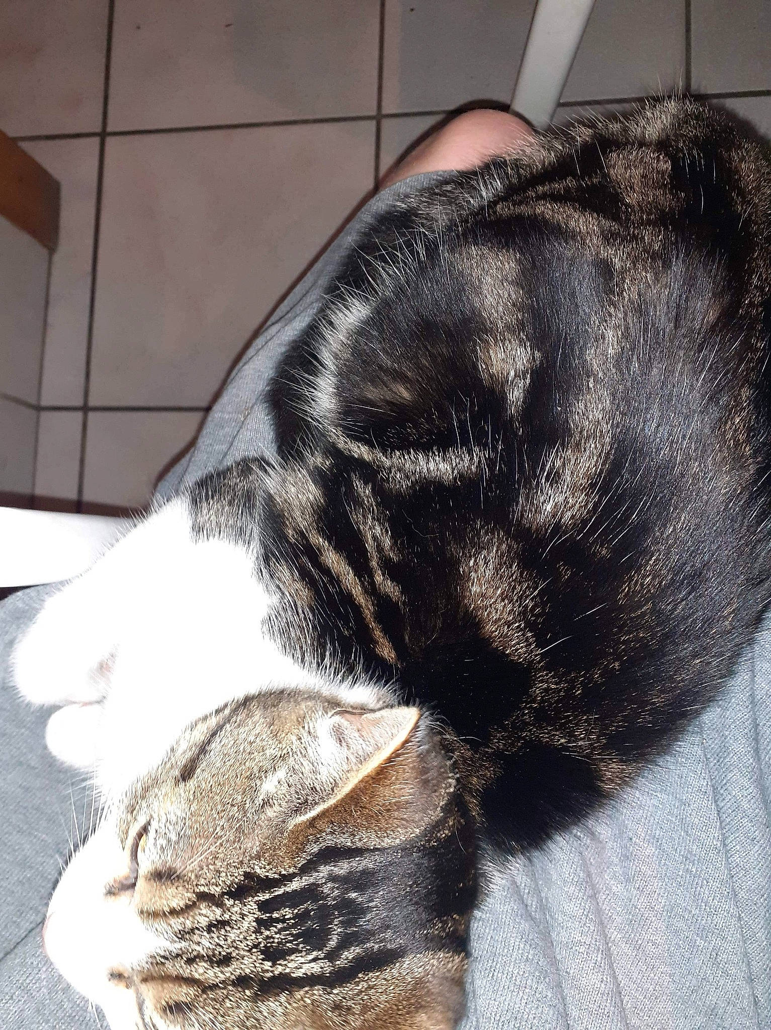 Miracle participe au concours pour gagner de l'argent avec cette photo : boston_terrier, bulldog, canidae, carnivore, dog, dog_breed, ear, fawn, french_bulldog, fur, non_sporting_group, nose, paw, puppy, skin, snout, sporting_group, tail, whiskers