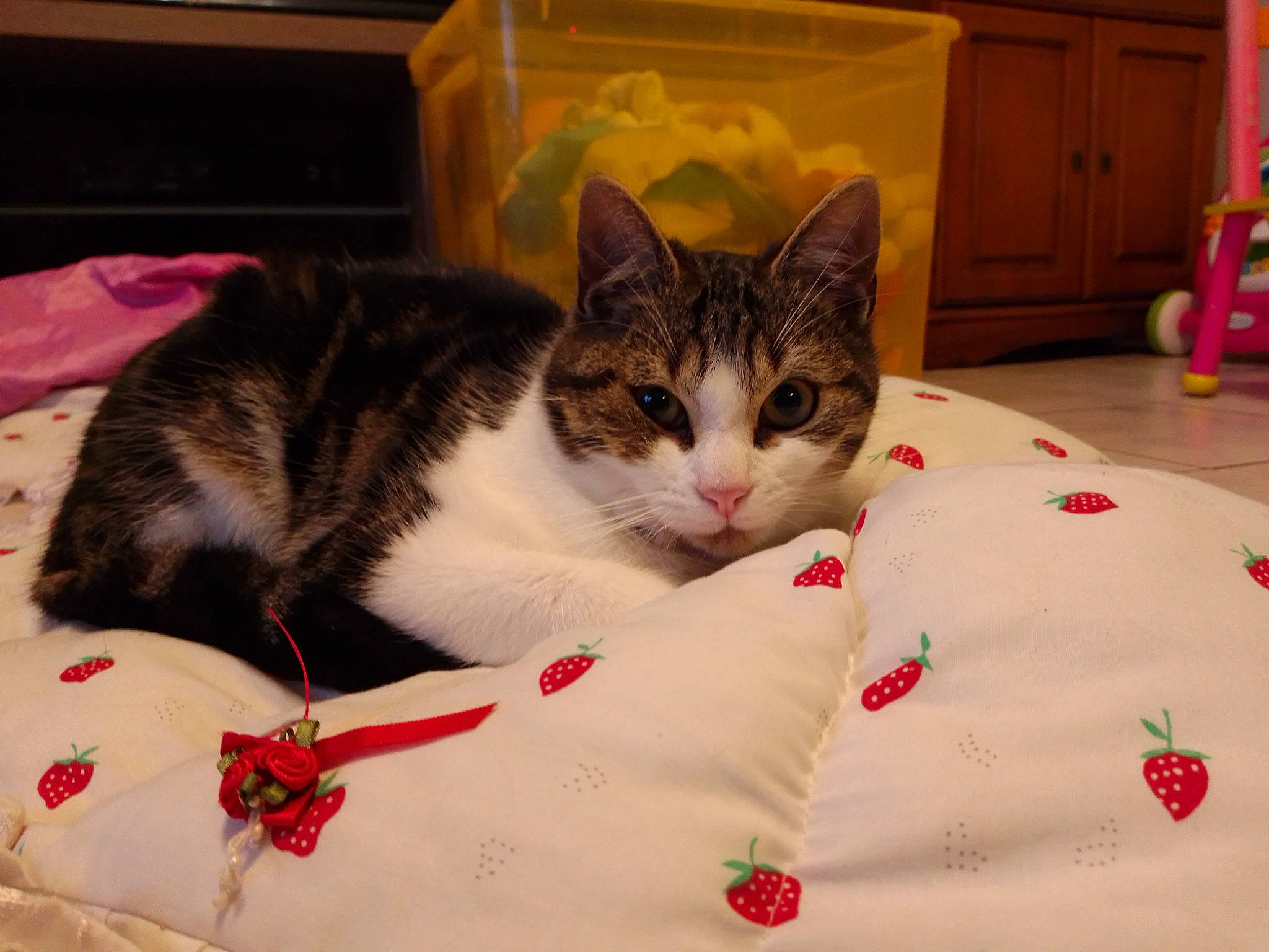 Miracle participe au concours pour gagner de l'argent avec cette photo : aegean_cat, american_shorthair, american_wirehair, asian, carnivore, cat, domestic_short_haired_cat, ear, european_shorthair, eye, felidae, fur, kitten, linens, skin, small_to_medium_sized_cats, tabby_cat, whiskers