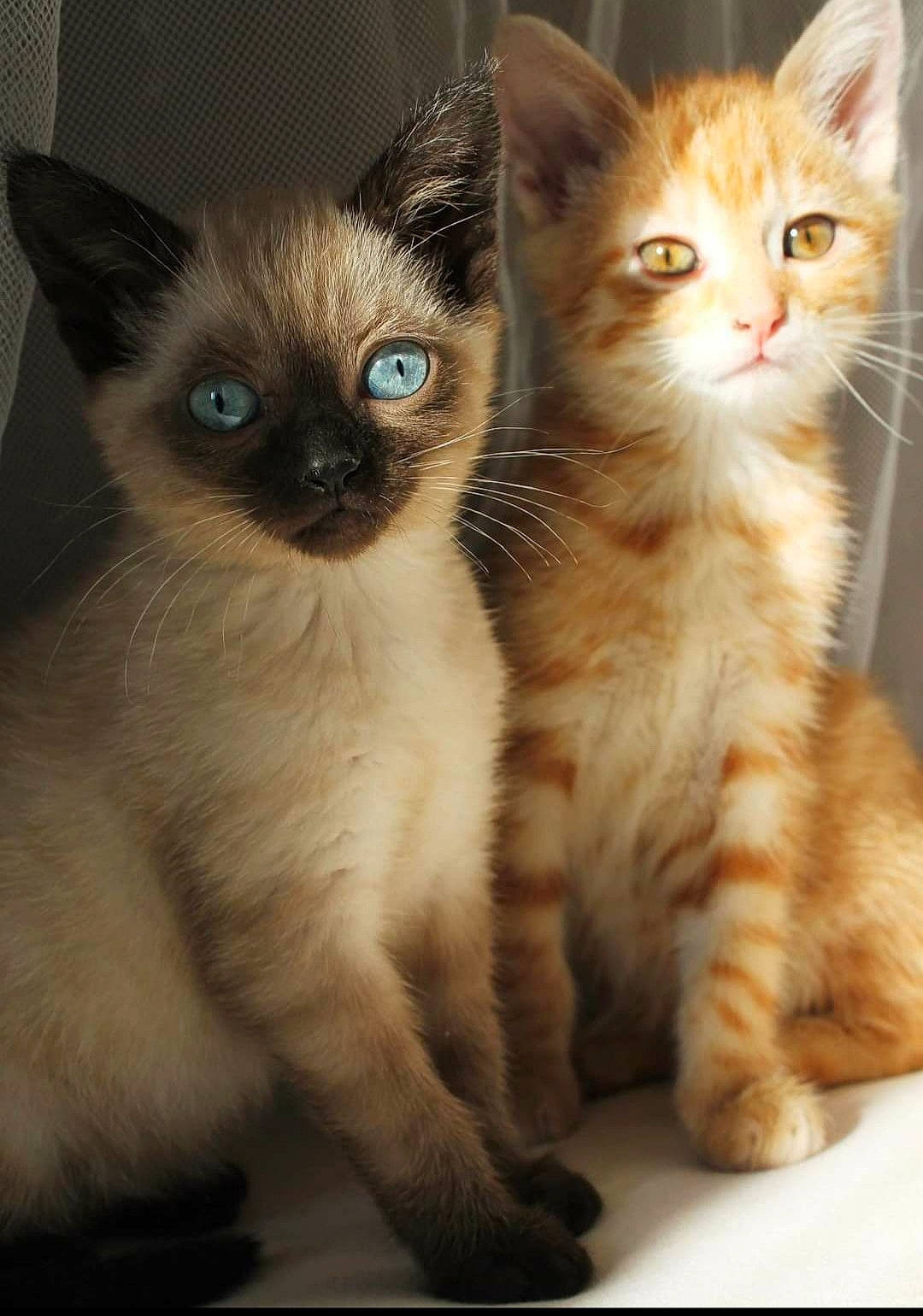 Paloma a rejoint le concours — aidez-le/la à gagner de superbes lots ! carnivore, cat, fawn, felidae, foot, fur, paw, peach, siamese, small_to_medium_sized_cats, snout, thai, toe, tonkinese, vertebrate, whiskers