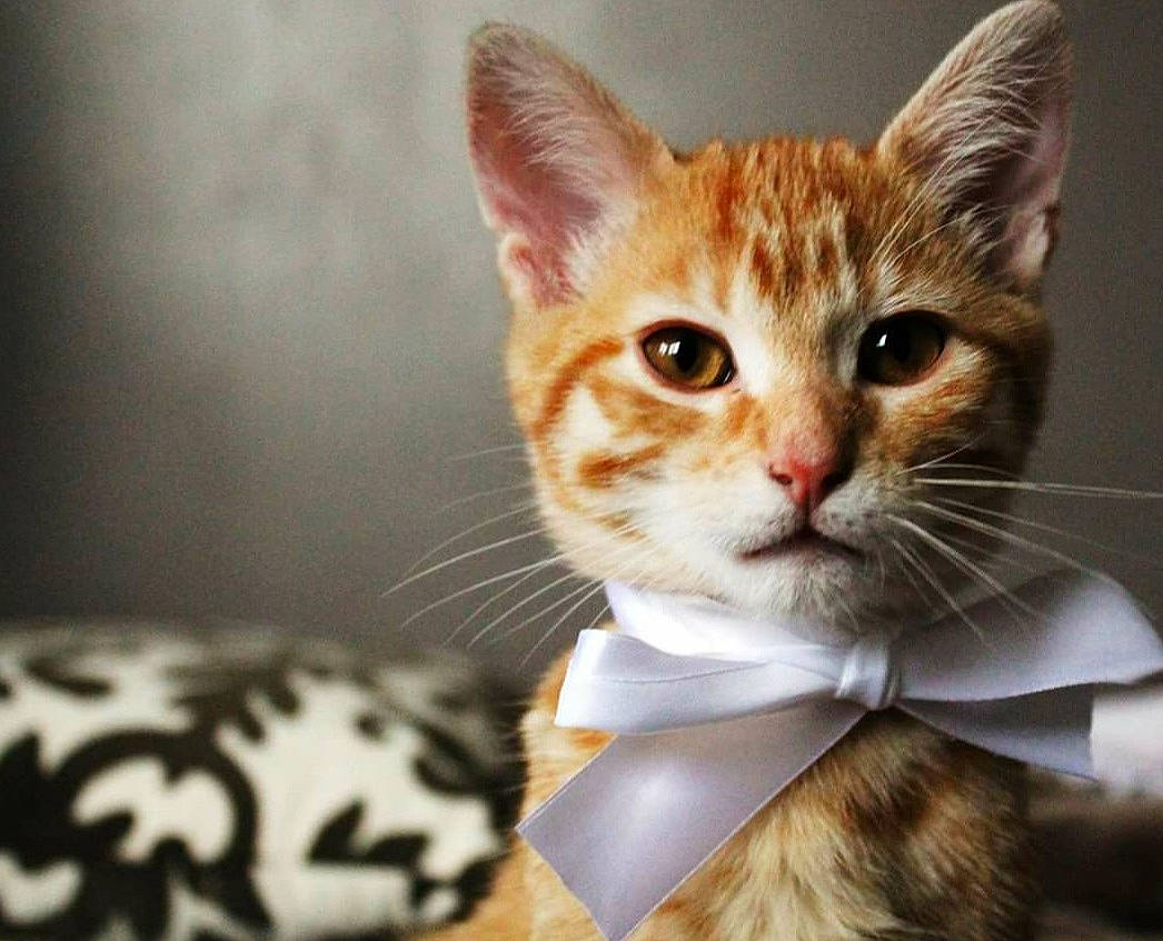 Charlie participe au concours pour gagner de l'argent avec cette photo : carnivore, cat, collar, curious, domestic_short_haired_cat, fawn, felidae, fur, iris, kitten, peach, pet_supply, small_to_medium_sized_cats, snout, terrestrial_animal, vertebrate, whiskers