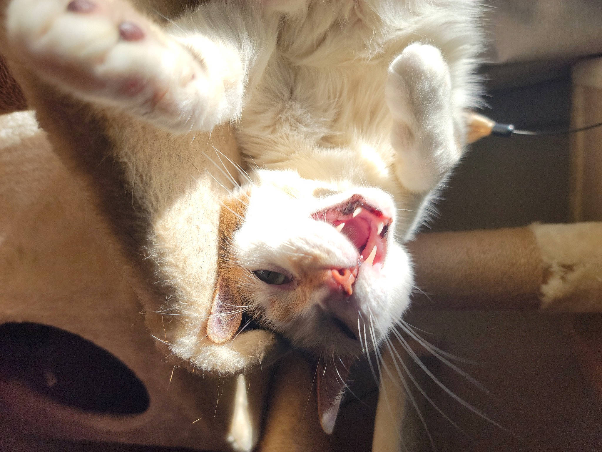 Kalli joined the competition — help win amazing prizes! carnivore, cat, claw, comfort, dog_breed, domestic_short_haired_cat, ear, fang, fawn, felidae, foot, fur, human_leg, leg, paw, small_to_medium_sized_cats, snout, tail, whiskers, yawn