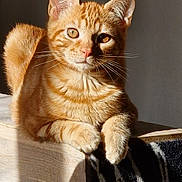 Rouky participe au concours pour gagner de l'argent avec cette photo : abyssinian, animal, cat, kitten, manx, pet, siamese