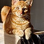 abyssinian, animal, cat, kitten, manx, pet, siamese