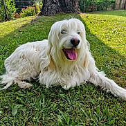 Oria a rejoint le concours — aidez-le/la à gagner de superbes lots ! animal, canine, daytime, dog, garden, grass, greenery, happy, long_hair, lying_down, mammal, nature, outdoor, pet, relaxing, summer, sunlight, tongue_out, tree_trunk, white_dog