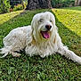 animal, canine, daytime, dog, garden, grass, greenery, happy, long_hair, lying_down, mammal, nature, outdoor, pet, relaxing, summer, sunlight, tongue_out, tree_trunk, white_dog