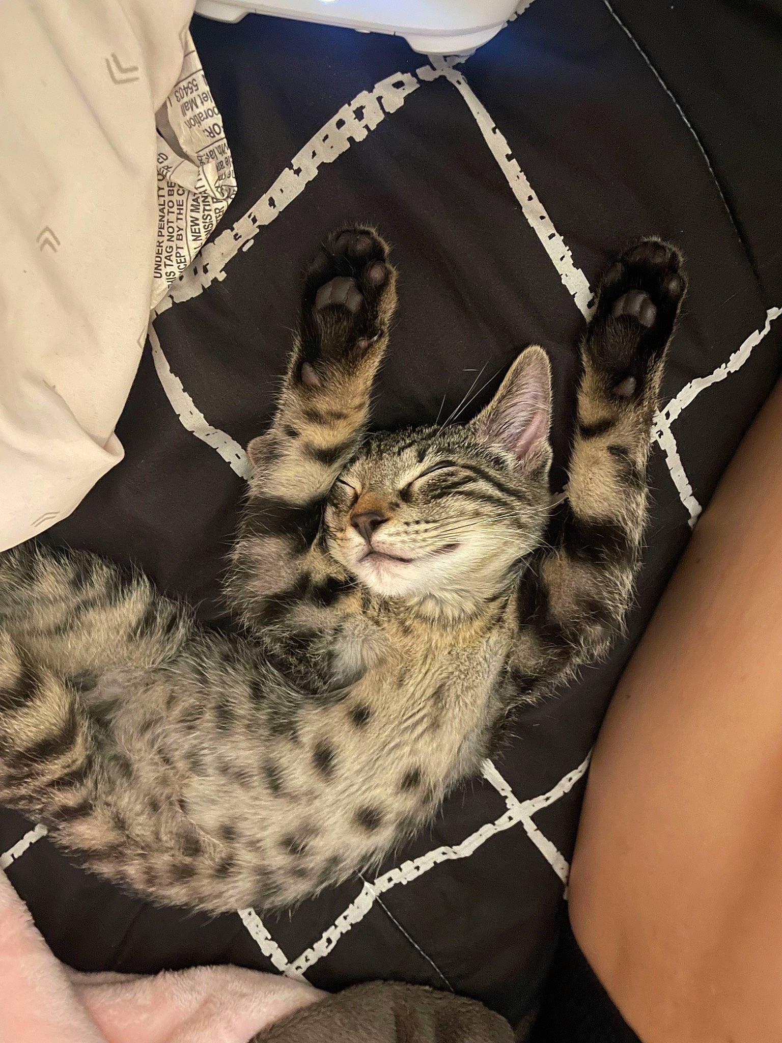 Draco is registered to the contest to win money with this photo: carnivore, cat, claw, comfort, domestic_short_haired_cat, elbow, felidae, finger, fur, gesture, hand, human_leg, mammal, nail, sleeve, small_to_medium_sized_cats, thigh, vertebrate, whiskers, wrist