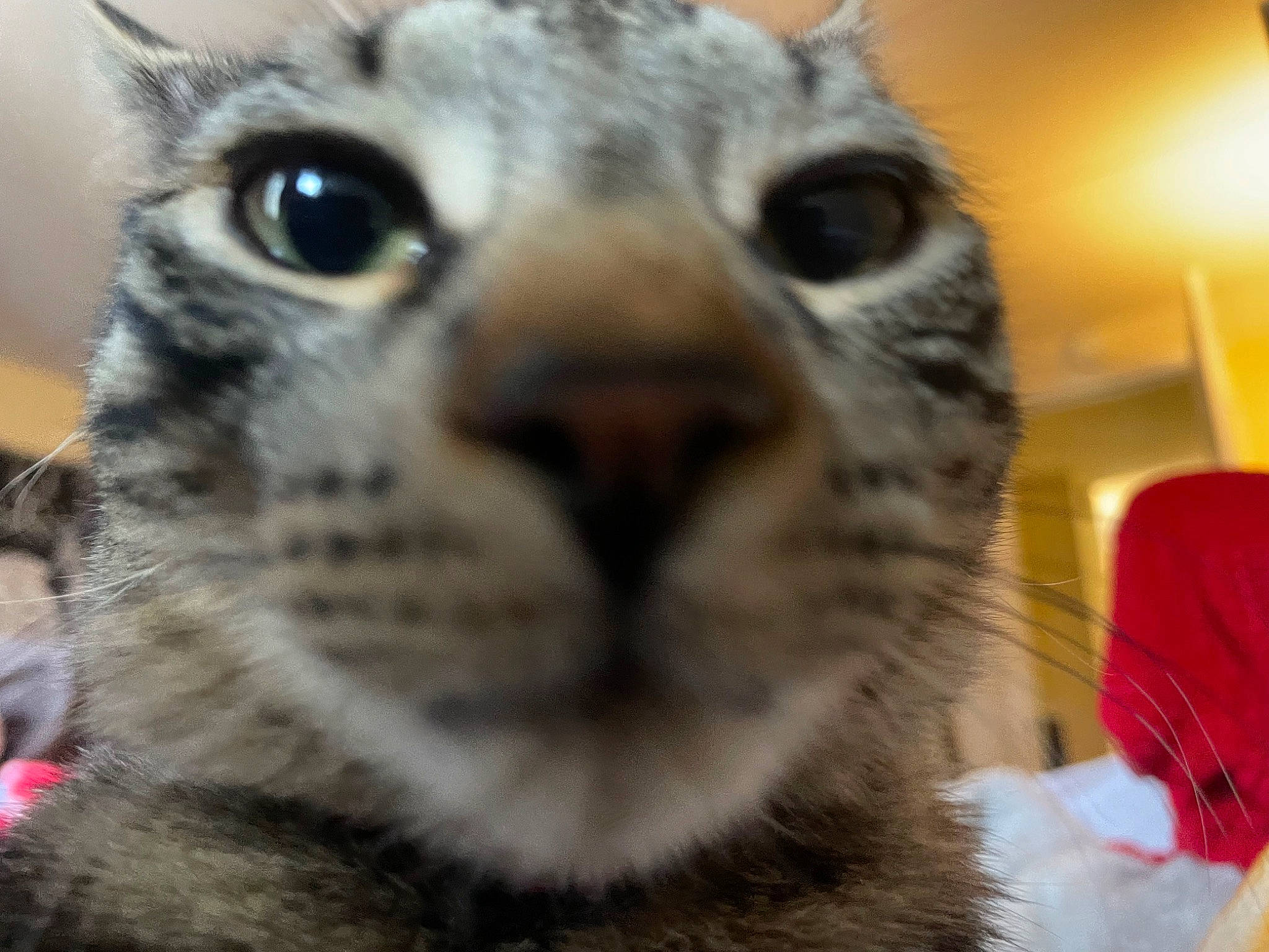 Draco is registered to the contest to win money with this photo: carnivore, cat, close_up, domestic_short_haired_cat, falconiformes, felidae, fur, head, small_to_medium_sized_cats, snout, terrestrial_animal, whiskers, wildlife