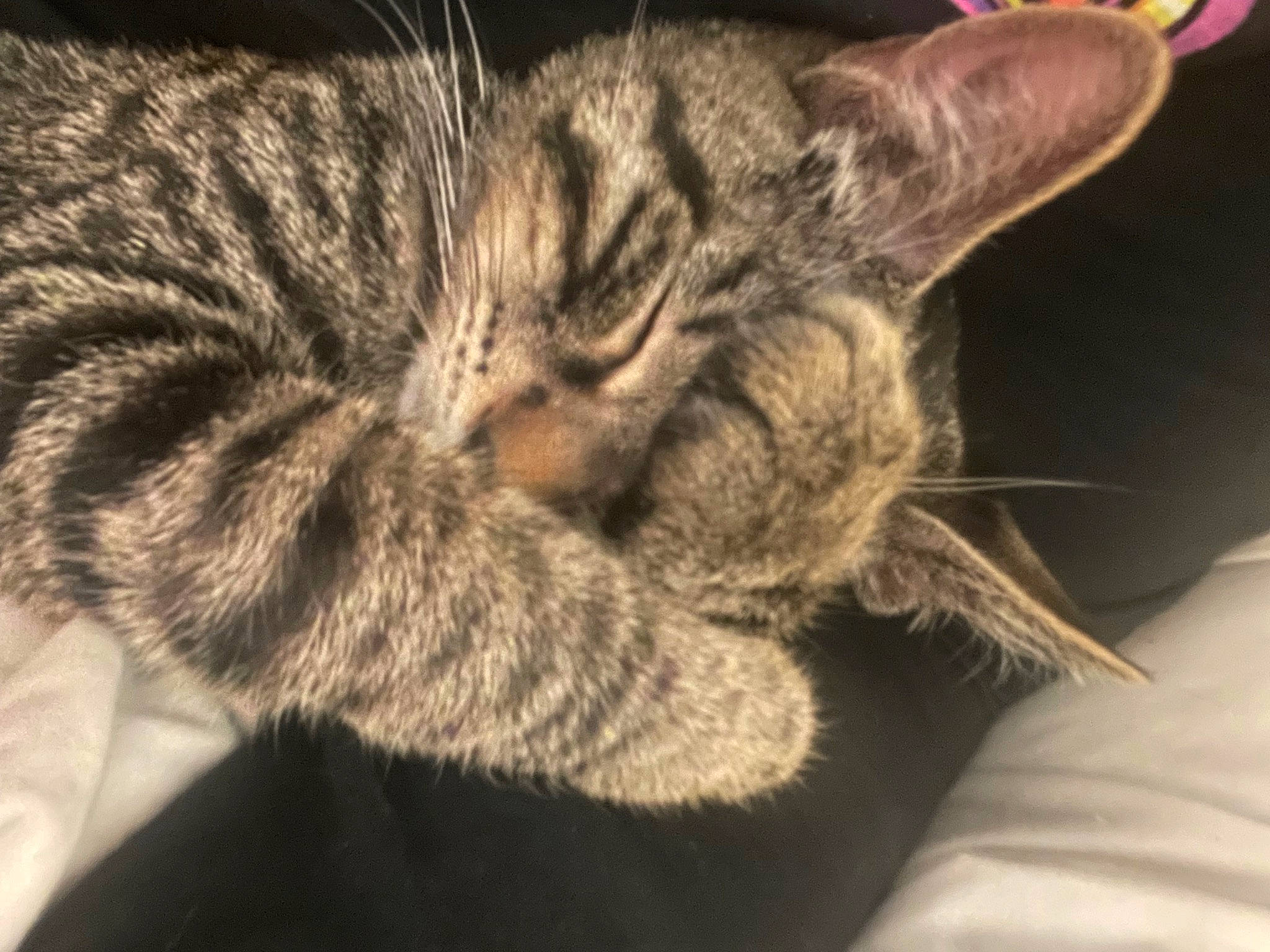 Draco is registered to the contest to win money with this photo: carnivore, cat, claw, comfort, domestic_short_haired_cat, ear, felidae, fur, paw, sleep, small_to_medium_sized_cats, snout, tail, terrestrial_animal, whiskers, wildlife