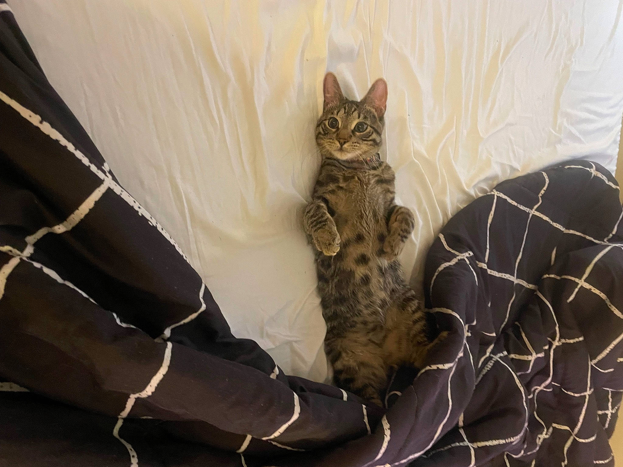 Draco joined the competition — help win amazing prizes! bed, carnivore, cat, comfort, couch, domestic_short_haired_cat, fawn, felidae, fur, grey, linens, pattern, paw, sitting, small_to_medium_sized_cats, snout, tail, terrestrial_animal, whiskers, wood