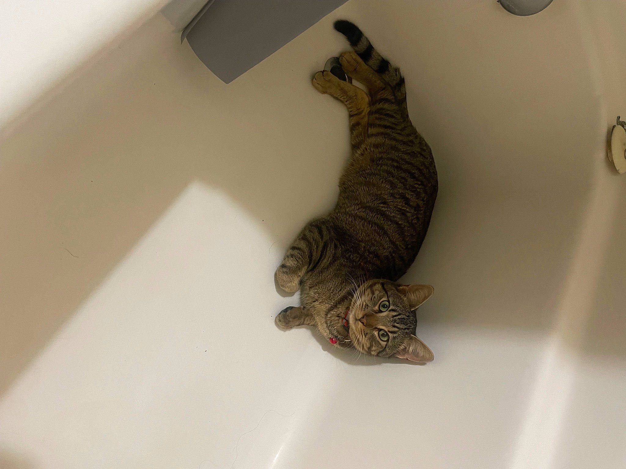 Booger joined the competition — help win amazing prizes! amphibian, carnivore, cat, claw, domestic_short_haired_cat, felidae, iguania, lizard, metal, reptile, room, scaled_reptile, small_to_medium_sized_cats, snout, tail, terrestrial_animal, true_toad, whiskers, wildlife, wood