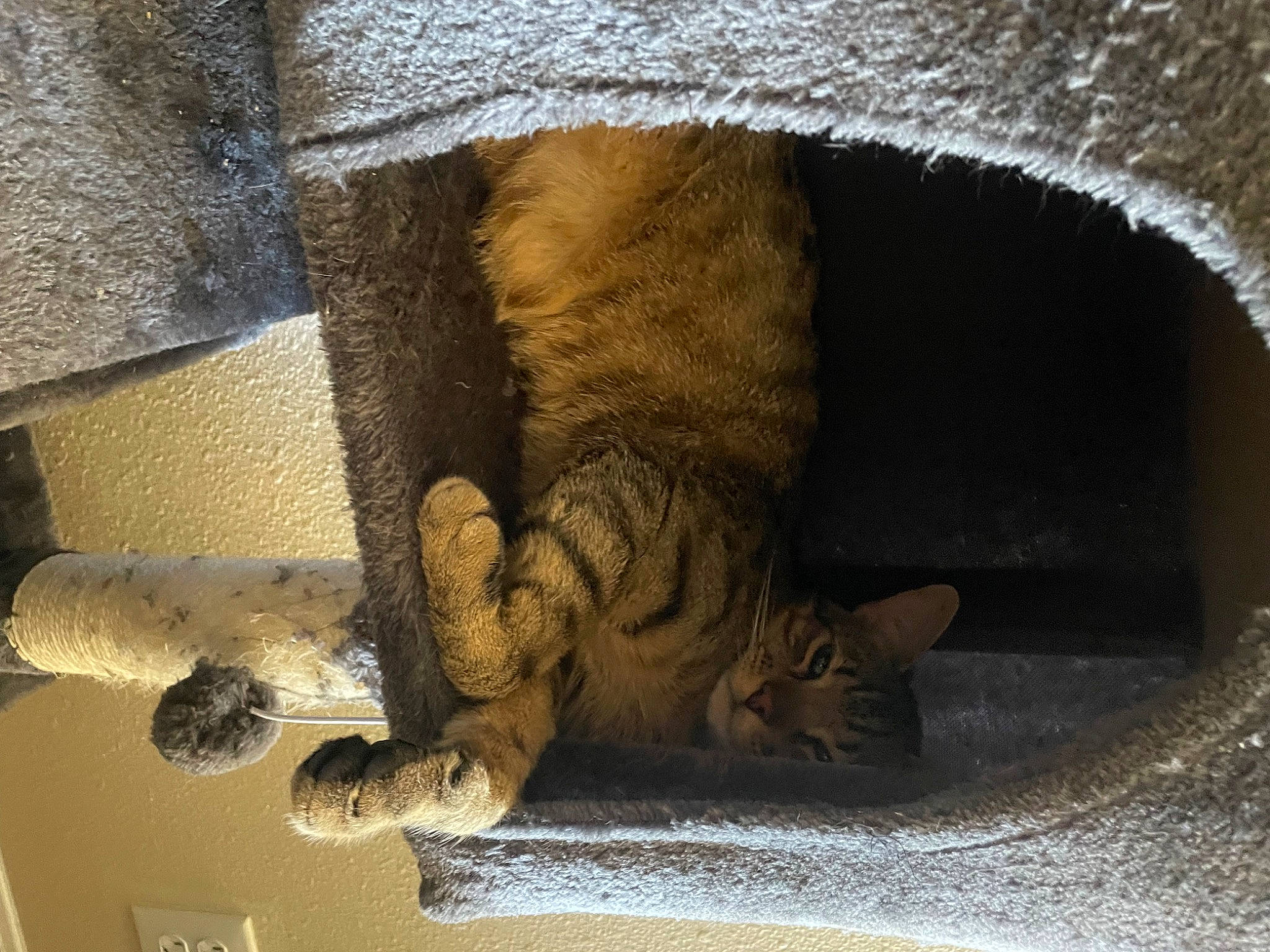 Booger joined the competition — help win amazing prizes! automotive_tire, automotive_wheel_system, carnivore, cat, claw, comfort, domestic_short_haired_cat, door, fawn, felidae, fur, nap, paw, small_to_medium_sized_cats, snout, tail, terrestrial_animal, tints_and_shades, whiskers, wood