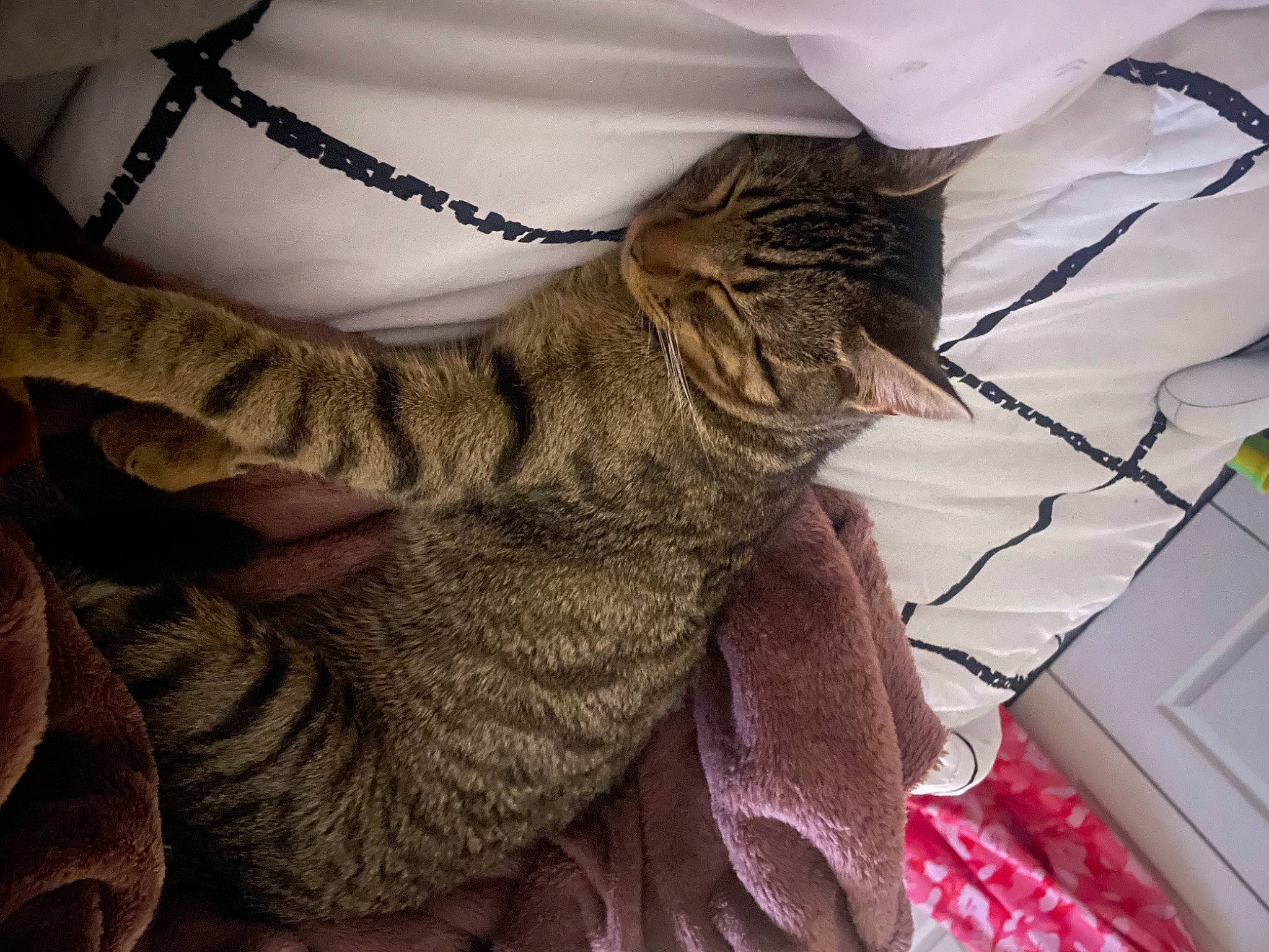 Booger is registered to the contest to win money with this photo: carnivore, cat, comfort, fawn, felidae, fur, gesture, hand, human_leg, jewellery, linens, nail, pattern, selfie, sleeve, small_to_medium_sized_cats, tail, textile, thigh, whiskers