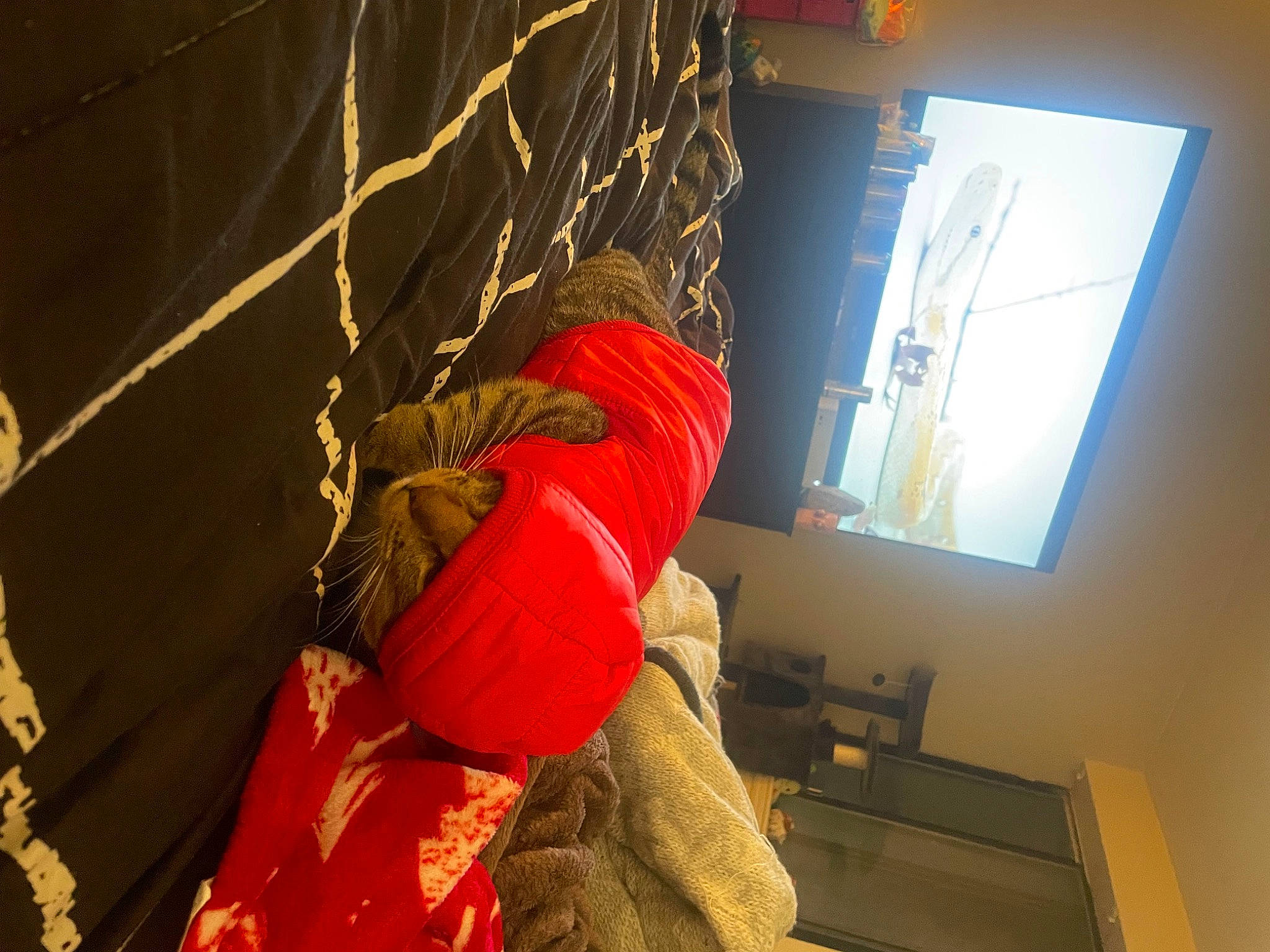 Booger joined the competition — help win amazing prizes! adventure, carmine, ceiling, display_device, hat, helmet, human_leg, net, personal_protective_equipment, room, rope, tree, visual_arts, window, wood