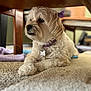 dog, puppy, small_dog, white_fur, fluffy, pet, collar, id_tag, purple_bow, under_table, wooden_chair, carpet, indoor, home_interior, resting, paws, closeup, shallow_depth_of_field, bokeh, portrait