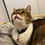 Jasper joined the competition — help win amazing prizes! cat, tabby_cat, tongue_out, pet, collar, bed, blanket, whiskers, indoor, close_up, looking_up, paw, tag, fur, playful, nose, ears, cozy, portrait, human_finger