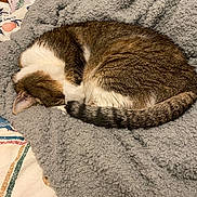 Jasper is registered to the contest to win money with this photo: cat, sleeping_cat, curled, blanket, bedding, tabby, fur, tail, ear, whiskers, cozy, nap, bed, soft_texture, indoor, pet, striped_tail, domestic_cat, peaceful, patterned_fabric