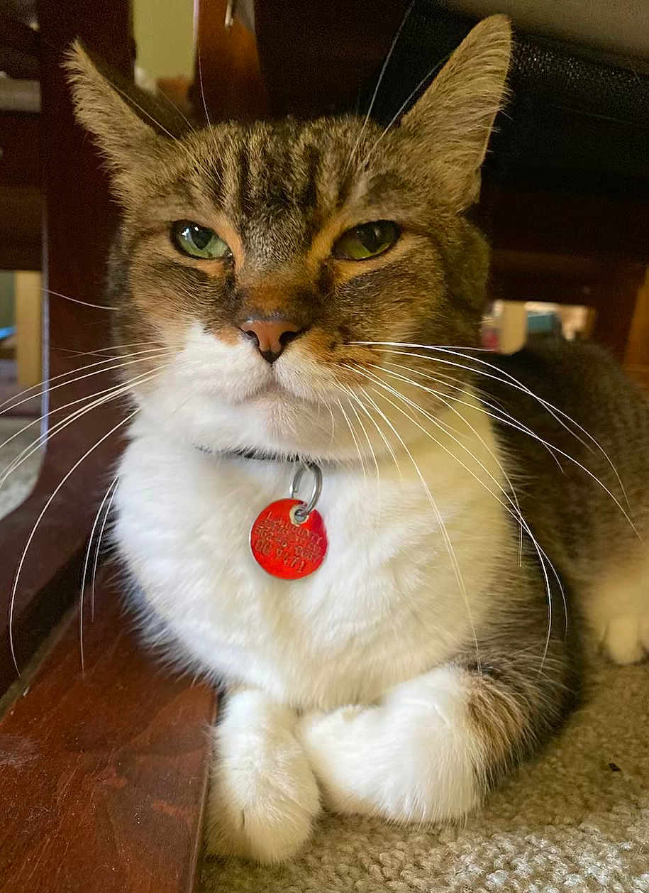 Jasper joined the competition — help win amazing prizes! cat, tabby, feline, pet, whiskers, green_eyes, collar, id_tag, white_fur, paws, indoor, carpet, close_up, portrait, sitting, wooden_furniture, relaxed, cute, domestic, mammal