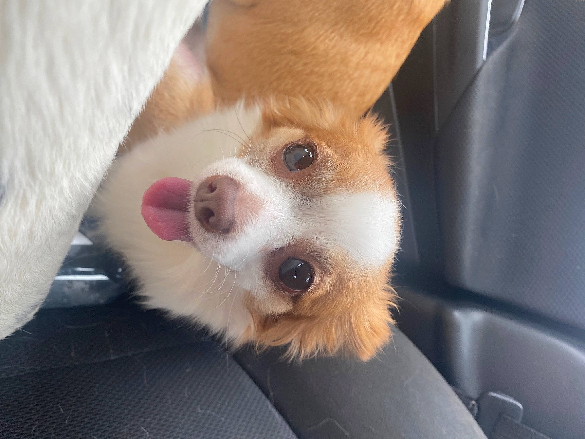 Salem is registered to the contest to win money with this photo: canidae, carnivore, comfort, companion_dog, dog, dog_breed, fur, irishjacks, non_sporting_group, paw, sporting_group, terrestrial_animal, toy_dog, welsh_corgi, whiskers, working_animal