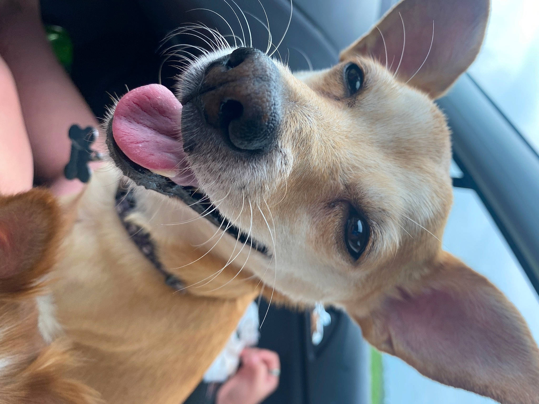 Chico is registered to the contest to win money with this photo: canidae, carnivore, clock, collar, companion_dog, dog, dog_breed, dog_collar, ear, eyewear, fawn, fur, head, nose, selfie, snout, sporting_group, sunglasses, whiskers, working_animal