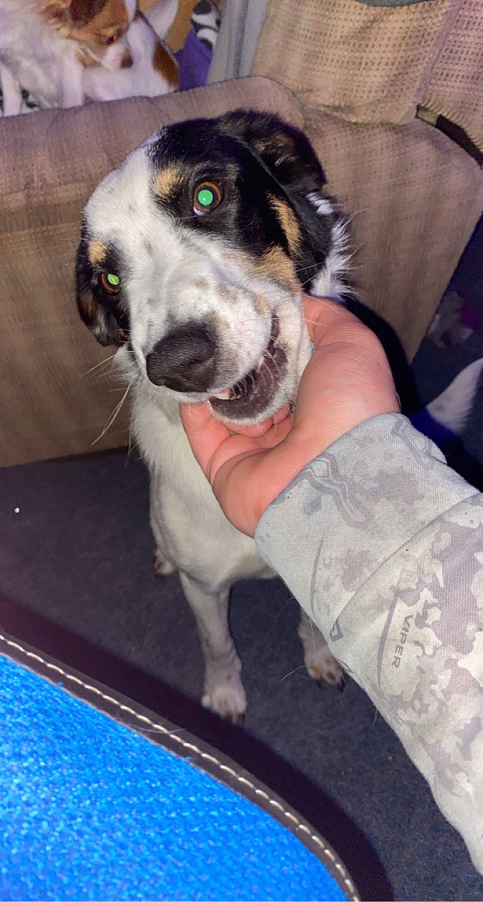 Bucky is registered to the contest to win money with this photo: carnivore, chair, collar, comfort, companion_dog, couch, dog, dog_breed, dog_collar, flooring, fur, mat, non_sporting_group, rectangle, working_animal, working_dog