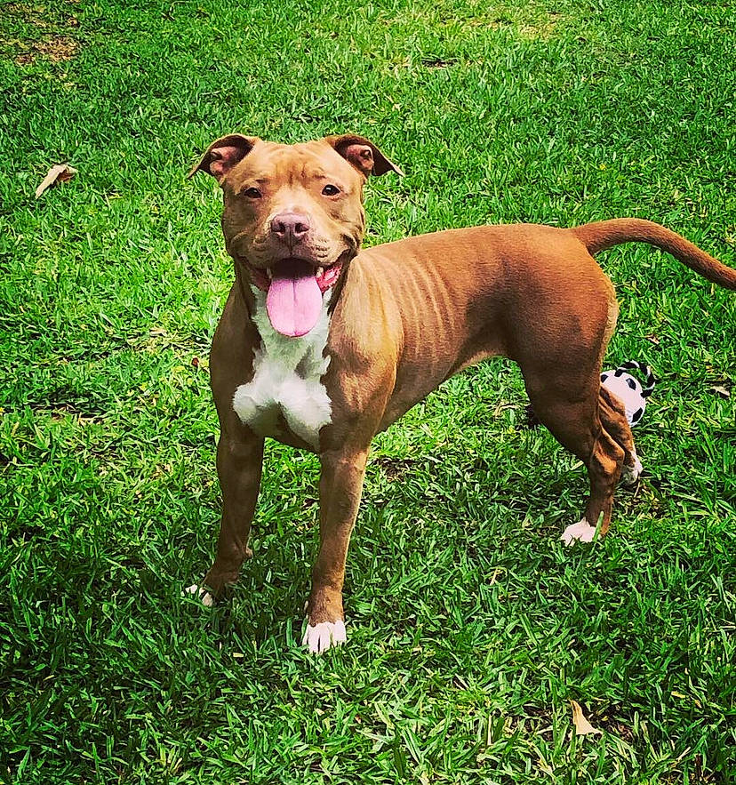 Rahab is registered to the contest to win money with this photo: ancient_dog_breeds, canidae, carnivore, collar, companion_dog, dog, dog_breed, dog_collar, dog_supply, fawn, grass, hunting_dog, liver, non_sporting_group, plant, snout, sporting_group, terrestrial_animal, working_animal, working_dog