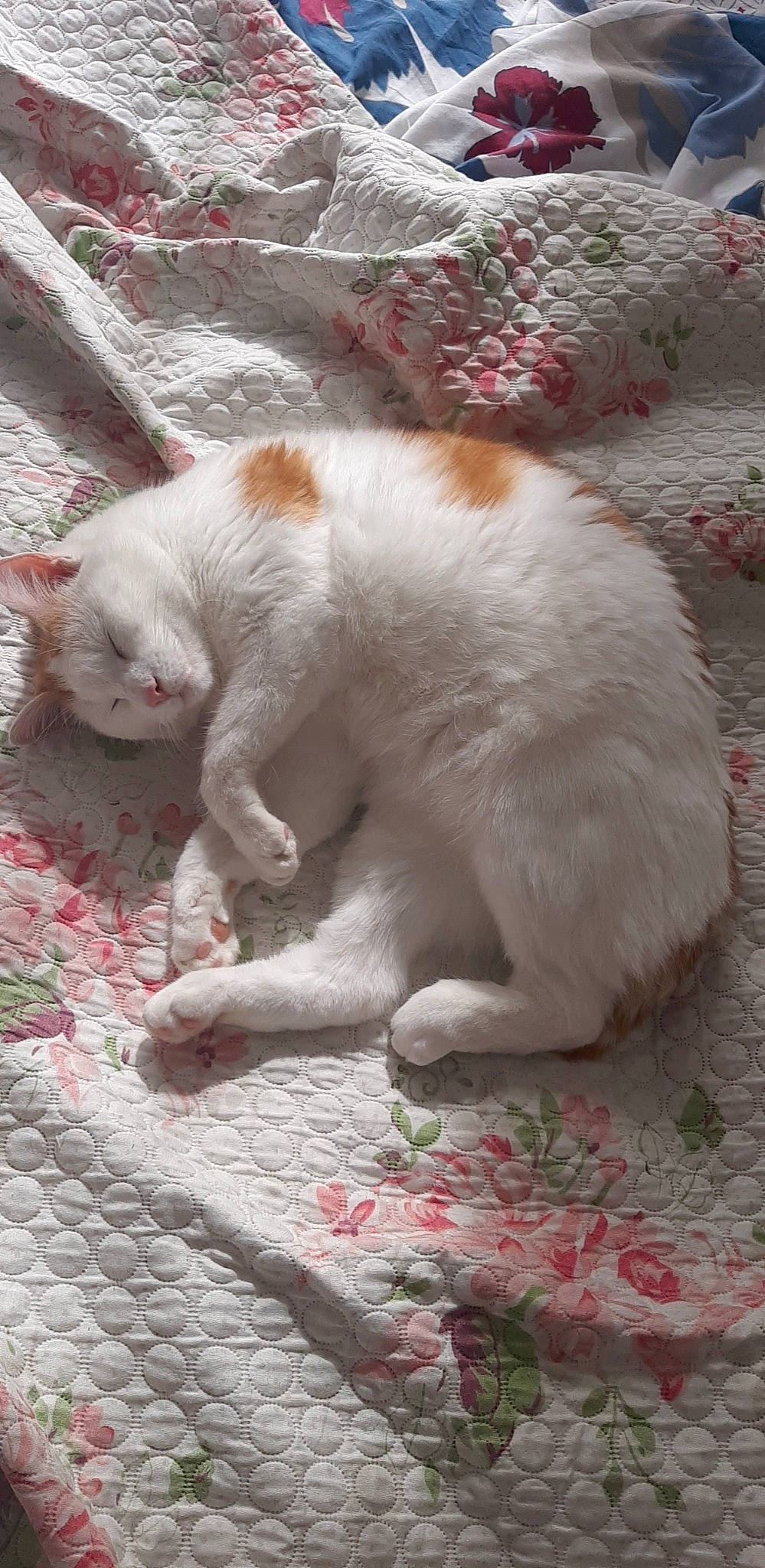 Link participe au concours pour gagner de l'argent avec cette photo : carnivore, cat, claw, domestic_short_haired_cat, fawn, felidae, flooring, foot, fur, grass, ingredient, paw, small_to_medium_sized_cats, snout, tail, terrestrial_animal, whiskers