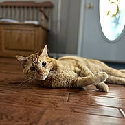 Scooter joined the competition — help win amazing prizes! cat, ginger_cat, wooden_floor, indoor, pet, animal, furniture, door, curious, relaxed, lying_down, wide_eyes, whiskers, home, domestic_cat, flooring, portrait, close_up, wood, cozy