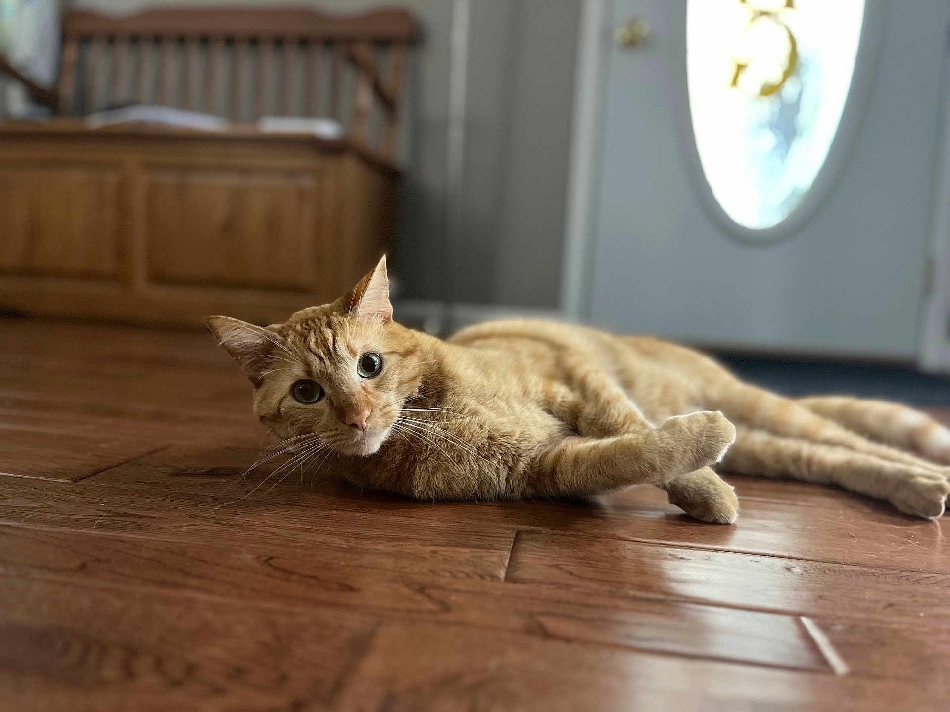 Scooter joined the competition — help win amazing prizes! cat, ginger_cat, wooden_floor, indoor, pet, animal, furniture, door, curious, relaxed, lying_down, wide_eyes, whiskers, home, domestic_cat, flooring, portrait, close_up, wood, cozy