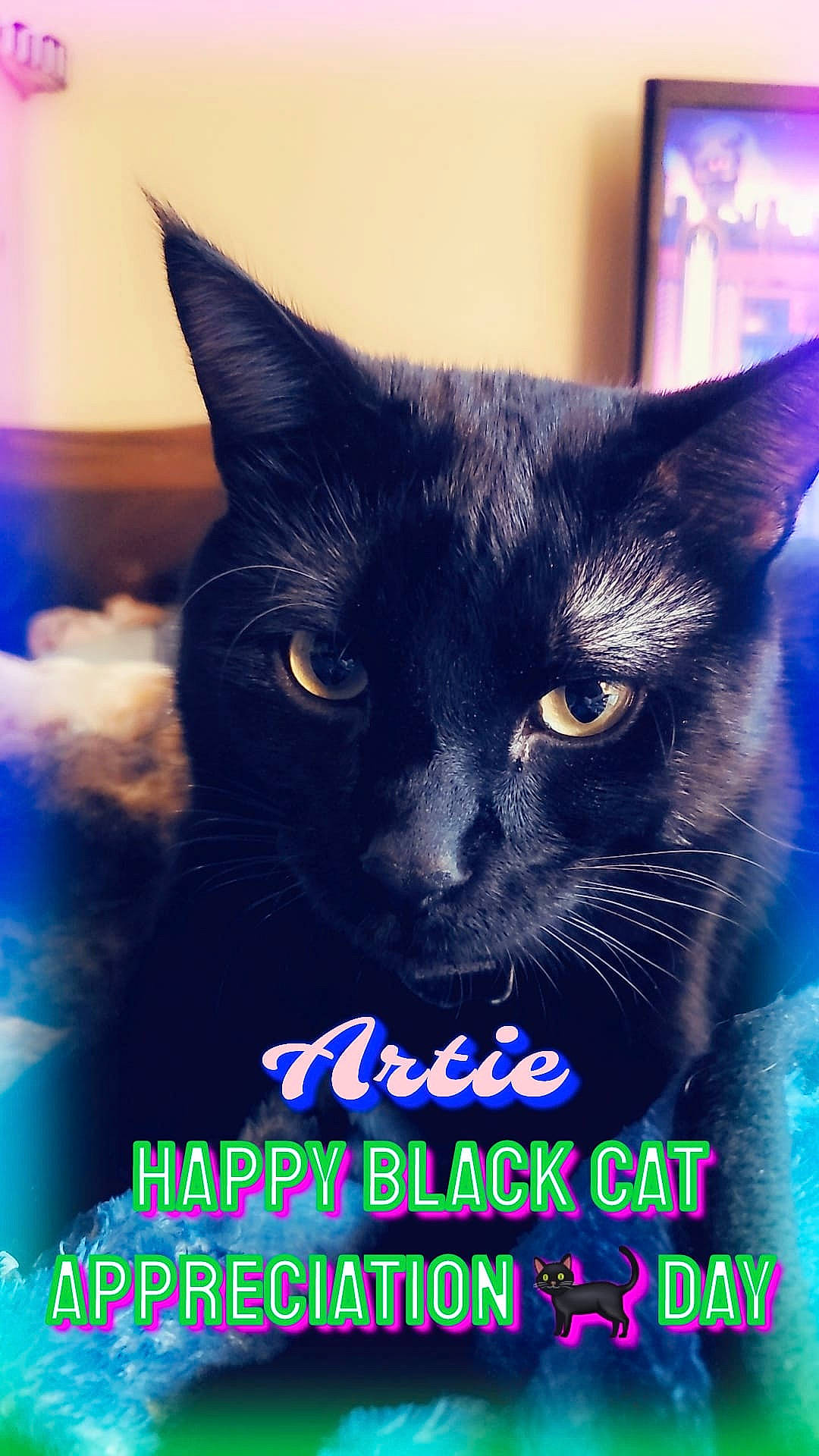 Artie joined the competition — help win amazing prizes! black_cat, bombay, carnivore, cat, domestic_short_haired_cat, electric_blue, felidae, font, fur, grass, happy, iris, photo_caption, small_to_medium_sized_cats, snout, tail, terrestrial_animal, whiskers, wildlife