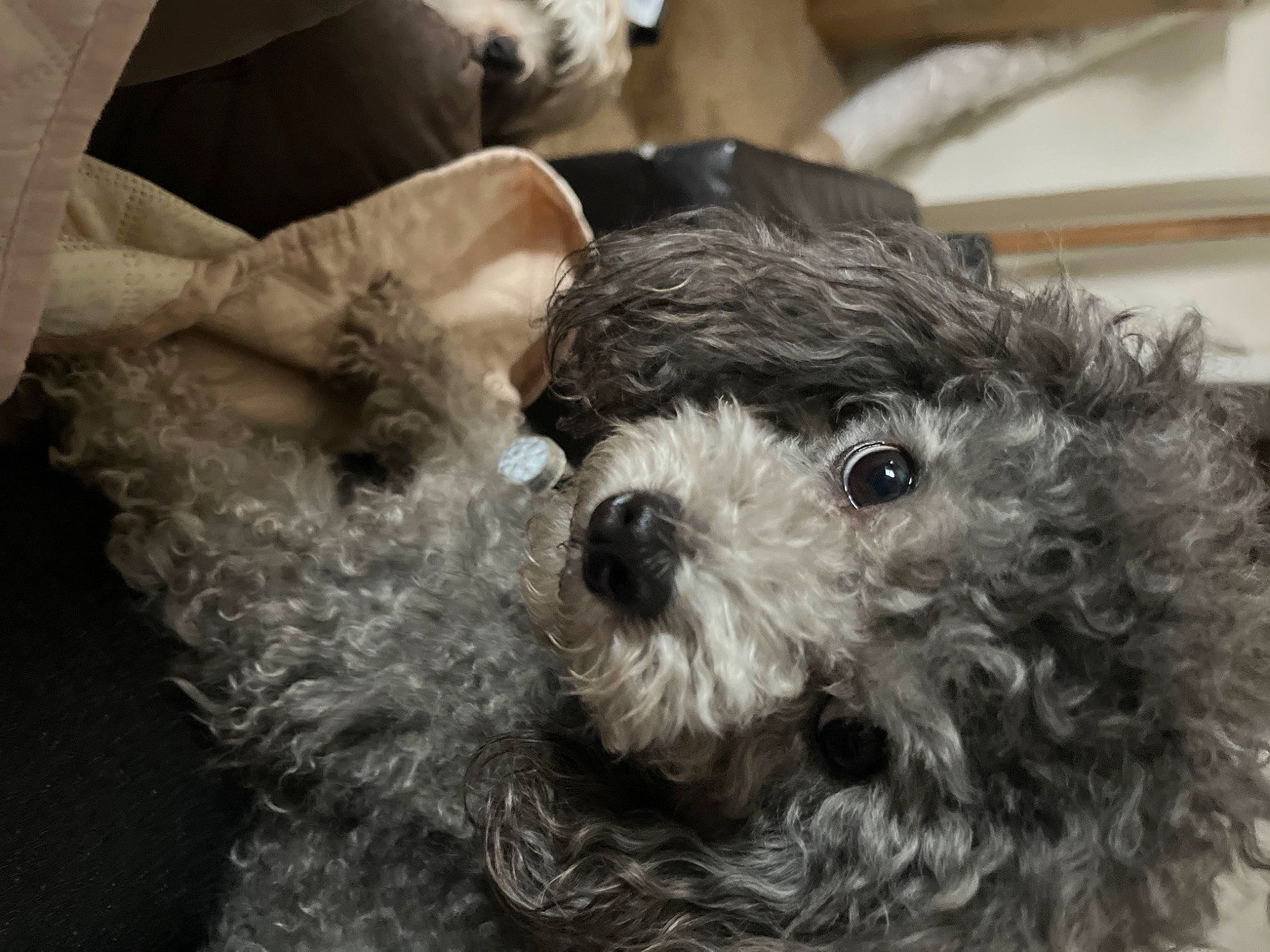 Jaxson is registered to the contest to win money with this photo: canidae, carnivore, cockapoo, companion_dog, dog, dog_breed, dog_collar, fur, labradoodle, poodle_crossbreed, shih_poo, small_terrier, snout, sporting_group, terrier, toy, toy_dog, water_dog, working_animal, yorkipoo