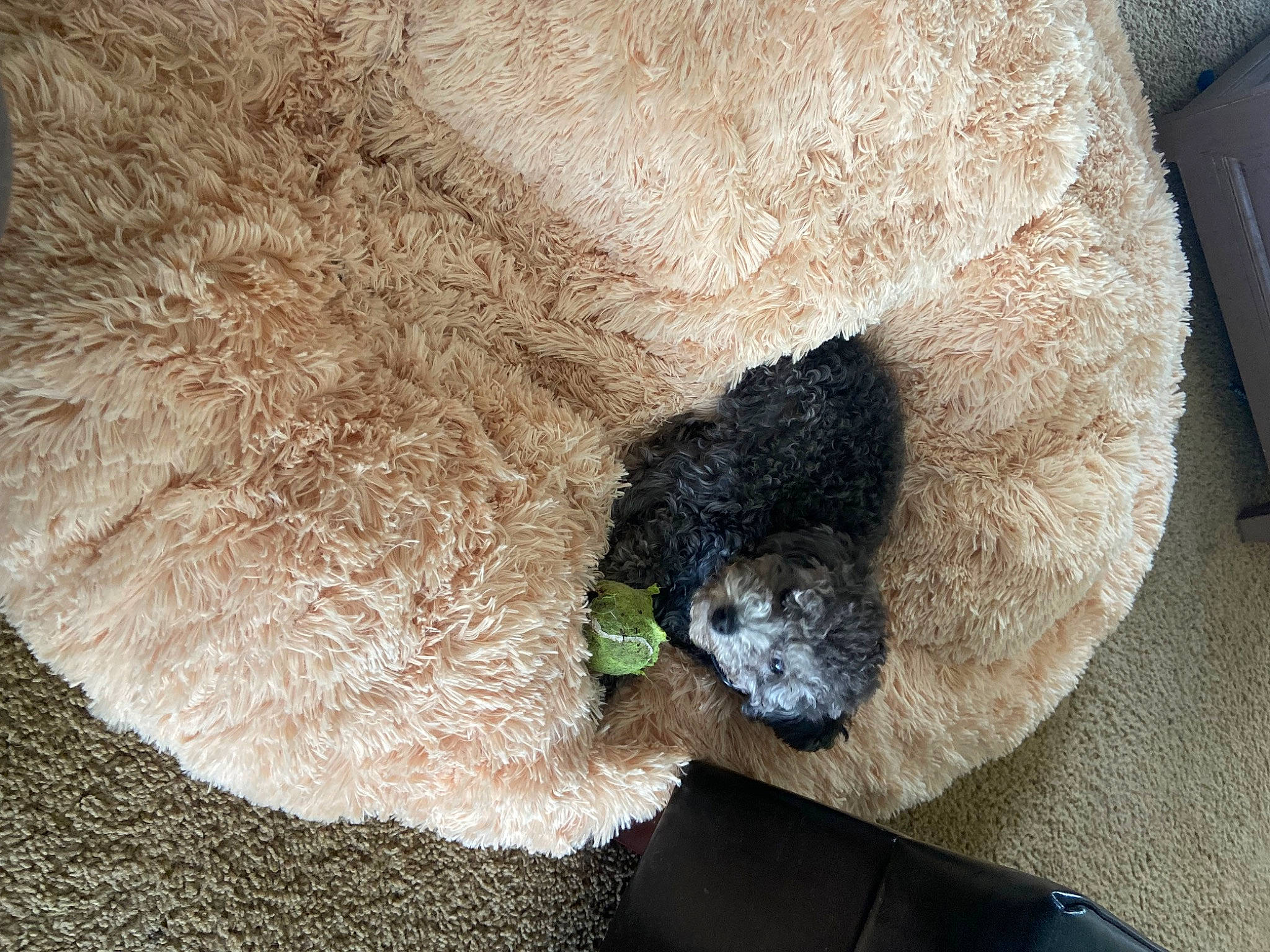 Jaxson joined the competition — help win amazing prizes! art, craft, dog_breed, fawn, fiber, fur, knitting, linens, natural_material, plush, sporting_group, stuffed_toy, terrestrial_animal, toy, wool, woolen, working_animal, woven_fabric