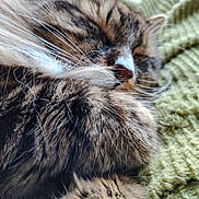 Zak a rejoint le concours — aidez-le/la à gagner de superbes lots ! cat, tabby, sleeping, close_up, fur, whiskers, paw, cozy, blanket, green, resting, pet, animal, cute, feline, soft, texture, indoor, peaceful, relaxed